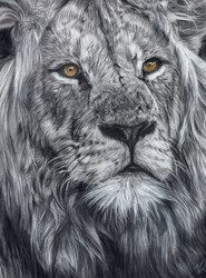 Tangerine by Valerie Simms - Original Drawing on Mounted Paper sized 12x16 inches. Available from Whitewall Galleries