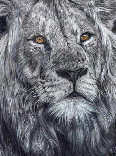 Tangerine by Valerie Simms - Original Drawing on Mounted Paper